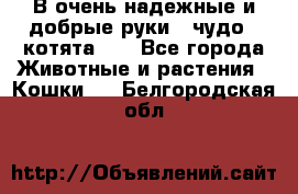 В очень надежные и добрые руки - чудо - котята!!! - Все города Животные и растения » Кошки   . Белгородская обл.